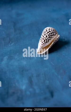 Schwarzer Kegel auf blauem Hintergrund. Conus Marmoreus. Schale Mit Weißem Dreieck. Stockfoto