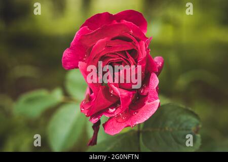 Rote Rose mit Wassertropfen auf Blütenblättern Stockfoto