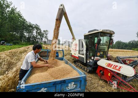 Fuyang, China. Juni 2021. Landwirt gesehen Blick auf den Mähdrescher Ausgießen von Weizen nach der Ernte. Das chinesische Ministerium für Landwirtschaft und ländliche Gebiete forderte kürzlich alle Teile Chinas auf, fest dafür zu sorgen, dass die jährliche Getreideproduktion über 1.3 Billionen Catties bleibt und sich um eine aufstoßende Ernte bemüht. (Foto von Sheldon†Cooper†/ SOPA Images/Sipa USA) Quelle: SIPA USA/Alamy Live News Stockfoto