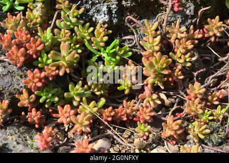 Shoots of Sedum Album 'Coral Carpet', auch bekannt als White Stonecrop Stockfoto