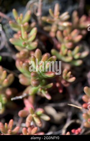 Aufnahmen des Sedum-Albums 'Coral Carpet', auch bekannt als White Stonecrop, in Nahaufnahme Stockfoto