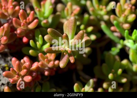 Aufnahmen des Sedum-Albums 'Coral Carpet', auch bekannt als White Stonecrop, in Nahaufnahme Stockfoto