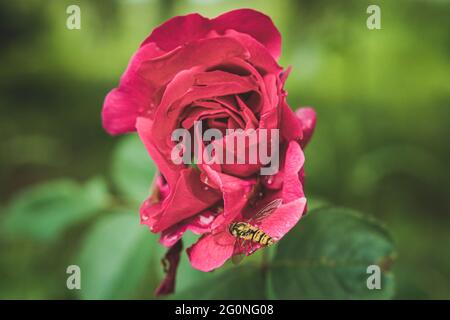 Schwebfliege, die auf der roten Rose sitzt, mit Wassertropfen auf Blütenblättern Stockfoto