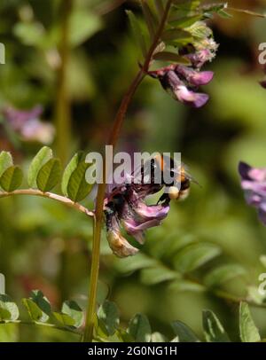 Hummel auf der Nahrungssuche zwischen Vetch-Blüten Stockfoto