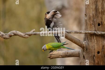 Graukopfsittich (Psittacula finschii) Vogel im Wald von Sattal, Uttarakhand. Stockfoto