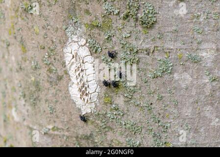 GEFLECKTE LANTERNFLY (LYCORMA DELICATULA) NYMPHEN SCHLÜPFTEN IM SPÄTEN FRÜHJAHR IN PENNSYLVANIA AUS DER EIMASSE Stockfoto