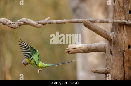 Graukopfsittich (Psittacula finschii) Vogel im Wald von Sattal, Uttarakhand. Stockfoto