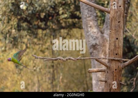 Graukopfsittich (Psittacula finschii) Vogel im Wald von Sattal, Uttarakhand. Stockfoto