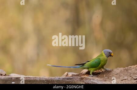 Graukopfsittich (Psittacula finschii) Vogel im Wald von Sattal, Uttarakhand. Stockfoto