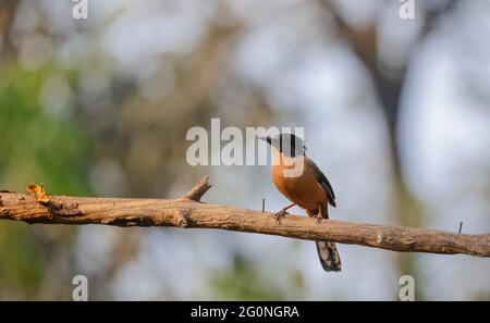 Rufous sibia (Heterophasia capistrata) Vogel, der auf einem Ast im Wald von sattal thront. Stockfoto