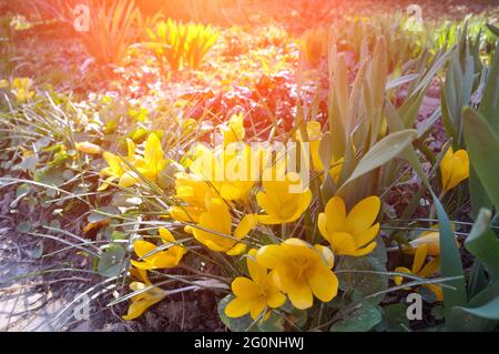 Holländischer gelber Krokus im Garten. Primeln blühende Krokusse Stockfoto