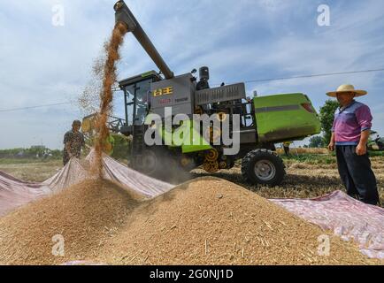 Fuyang, Anhui, China. Mai 2021. Die Bauern sehen sich den Mähdrescher an, der nach der Ernte Weizen ausgießt.das chinesische Landwirtschaftsministerium und die ländlichen Gebiete forderten kürzlich alle Teile Chinas auf, fest dafür zu sorgen, dass die jährliche Getreideproduktion über 1.3 Billionen Catties bleibt, und sich für eine aufsehenlose Ernte zu engagieren. Quelle: Sheldon Cooper/SOPA Images/ZUMA Wire/Alamy Live News Stockfoto