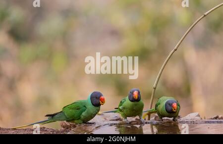 Der Sittichsittich (Psittacula himalayana)-Vogel sitzt in der Nähe des Wasserkörpers im Wald. Stockfoto