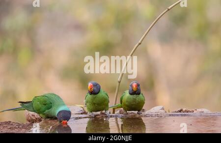 Der Sittichsittich (Psittacula himalayana)-Vogel sitzt in der Nähe des Wasserkörpers im Wald. Stockfoto