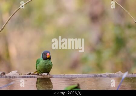 Der Sittichsittich (Psittacula himalayana)-Vogel sitzt in der Nähe des Wasserkörpers im Wald. Stockfoto