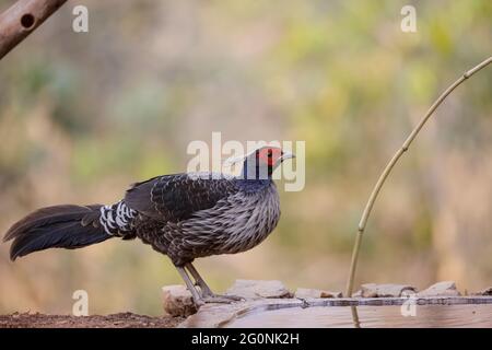 Der Vogel Kalij Pheasant (Lophura leucomelanos) wurde am Boden im Wald von Sattal wieder aufgenommen. Stockfoto
