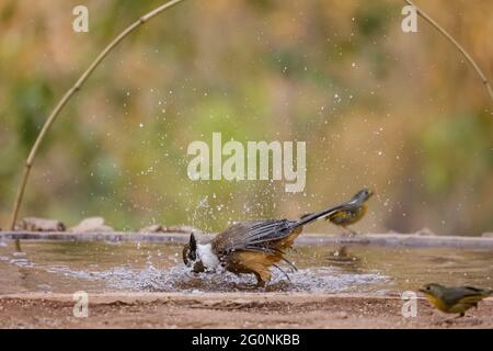 Weißkehliger Lachdrossel (Pterorhinus albogularis), der im Wasserkörper baden geht. Stockfoto