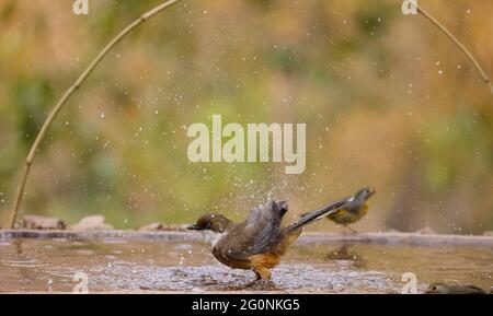 Weißkehliger Lachdrossel (Pterorhinus albogularis), der im Wasserkörper baden geht. Stockfoto