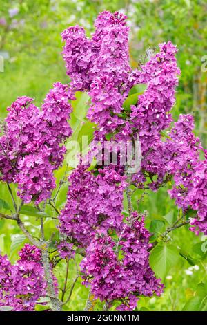 Rosa Flieder blühende Flieder Blumen blühender Sträucher Syringa vulgaris Andrjusa Gromov Syringa Flieder-Panicles blühende Flieder duftende Blüten Zweig Stockfoto