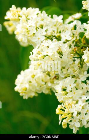 Syringa „Primrose“ Weiße Syringa Lila Blüten Lila in Blütenlila syringa May Syringa vulgaris Lilacs Stockfoto