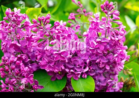 Syringa vulgaris Kardynaler Frühling Syringa Lilac blühende Blüten Syringa vulgaris blühender buschiger Strauch Stockfoto