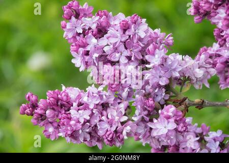 Syringa vulgaris Paul Thirion Purple Lilac Blue Flowers Spring Syringa Flowering Blossom Plant Stockfoto