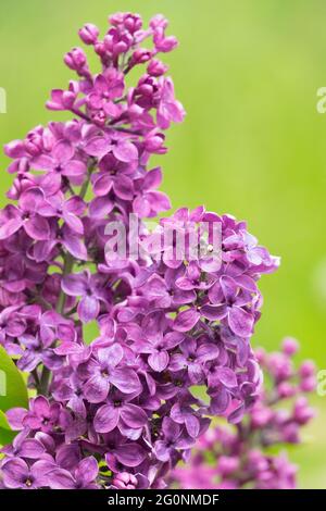 Syringa vulgaris Purple Blossoms Französische lila Rispen Blühende Flieder Syringa Spring Violet Stockfoto