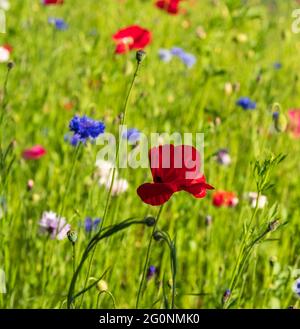 Bunte wilde Blumen, darunter Kornblumen und Mohnblumen, an einem Straßenrand in Eastcote Hillingdon London, Großbritannien. Die wilden Blumen ziehen die Tierwelt an. Stockfoto