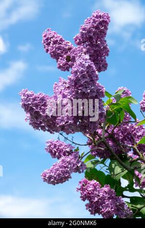 Lila lila lila Rispen gegen blauen Himmel blühende Syringa vulgaris Prodige Syringa Flieder Blumen Garten Stockfoto