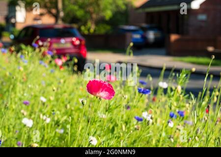 Farbenfrohe Wildblumen, darunter Kornblumen und Mohnblumen, an einem Straßenrand in Eastcote Hillingdon London, Großbritannien, mit Autos, die im Hintergrund vorbeifahren. Stockfoto