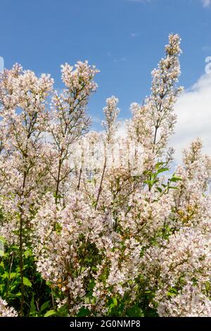 Syringa × chinensis Alba Syringa White Lilac Garden Blühende Sträucher Stockfoto