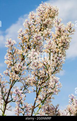 Syringa × chinensis Alba Syringa White Lilac Garden Blütenstrauch Stockfoto