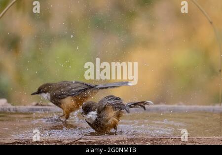 Weißkehliger Lachdrossel (Pterorhinus albogularis), der im Wasserkörper baden geht. Stockfoto