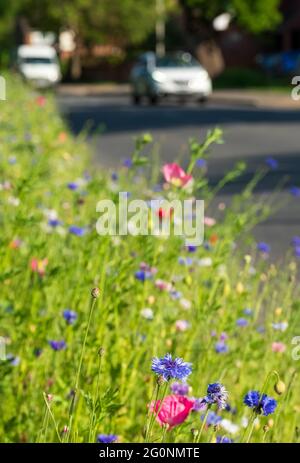 Farbenfrohe Wildblumen, darunter Kornblumen und Mohnblumen, an einem Straßenrand in Eastcote Hillingdon London, Großbritannien, mit Autos, die im Hintergrund vorbeifahren. Stockfoto