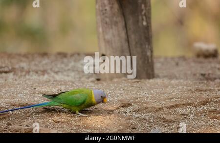 Graukopfsittich (Psittacula finschii) Vogel im Wald von Sattal, Uttarakhand. Stockfoto