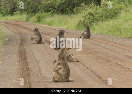 Eine Truppe von Chacma-Pavianen sitzt auf der Feldstraße im Krüger National Park. Stockfoto