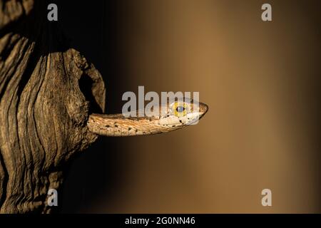 Eine kleine Schlange gucke aus einem Loch in einen Baumstamm Stockfoto