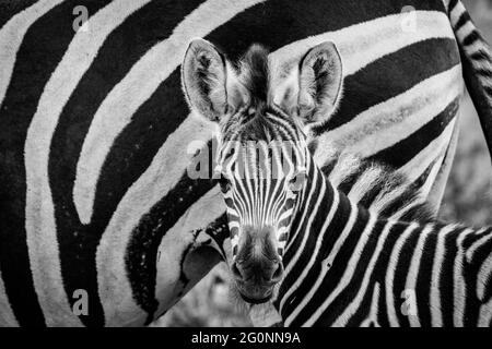Ein neugieriges Zebrahuhn schaut in die Kamera