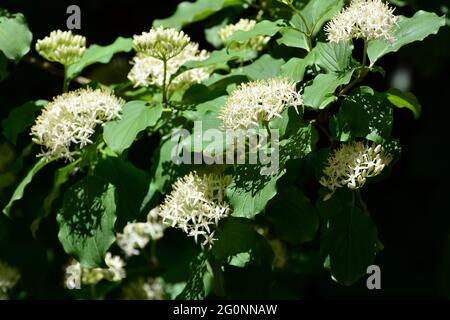 Gewöhnliches Dogwood, blutiger Dogwood, Roter Hartriegel, Blutroter Hartriegel, Rotes Beinholz, Hundsbeere, Cornus sanguinea, veresgyűrű som, Ungarn, Europa Stockfoto