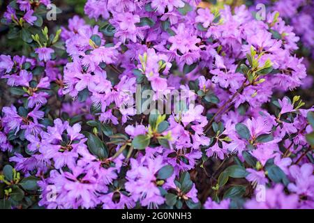 Der immergrüne Rhododendron Hybrid Haaga hat seine leuchtend rosa Blüten vollständig geöffnet. Hintergrundbild Stockfoto