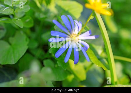 Anemonoides blanda, syn. Anemone blanda, die Balkananemone, die griechische Windblume oder Winterwindblume, ist eine Art blühender Pflanze aus der Familie R Stockfoto