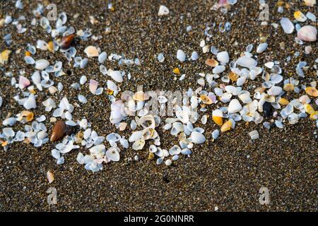 Schwarzer Meersand mit Muscheln Stockfoto