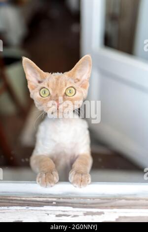 Devon Rex Kätzchen. Ein Kätzchen, das auf seinen Hinterbeinen steht, blickt durch die Balkontür zur Straße Stockfoto