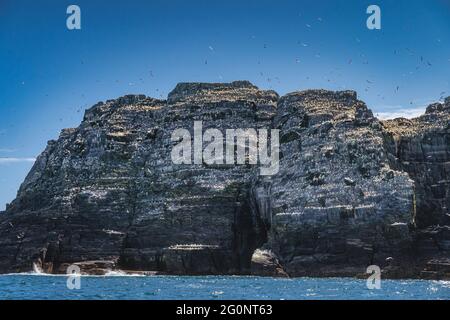 Hunderte von Gannets, Morus Bassanus, die in ihrem natürlichen Lebensraum, Ring of Kerry, Irland, auf den Klippen der Insel Little Skellig herumfliegen und sich auf sie stürzen Stockfoto