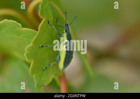 Gelbe und blaue Beatle auf dem Blatt Stockfoto