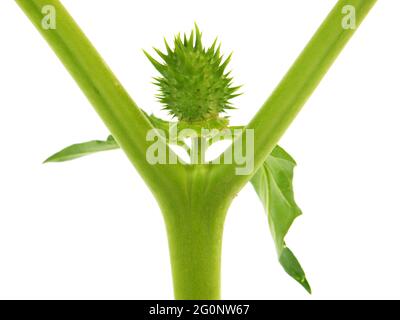 Pod von Jimson Weed isoliert auf weißem Hintergrund. Datura stramonium Stockfoto