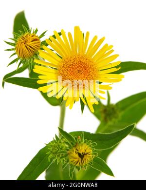 Gelbe Blume von Wiesenfleaban oder britischem yellowhead isoliert auf weiß, Inula britannica Stockfoto