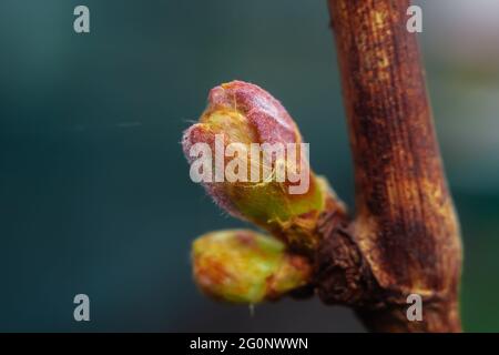 Makroaufnahme von Blütenblättern, die vor der vollen Blüte blühen, geringe Schärfentiefe Stockfoto