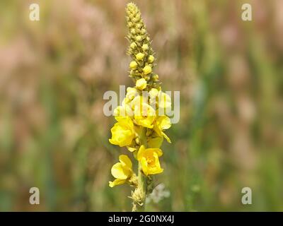 Gelbe Blume der Denseflower-Königskerze oder der dicht blühenden Königskerze. Verbascum densiflorum Stockfoto