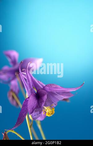 Schöne violette Aquilegia glandulosa vor hellblauem Hintergrund. Florale Tapete mit Aquilegia. Stockfoto